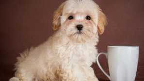 Malthipa: popis plemene, péče a obsahu